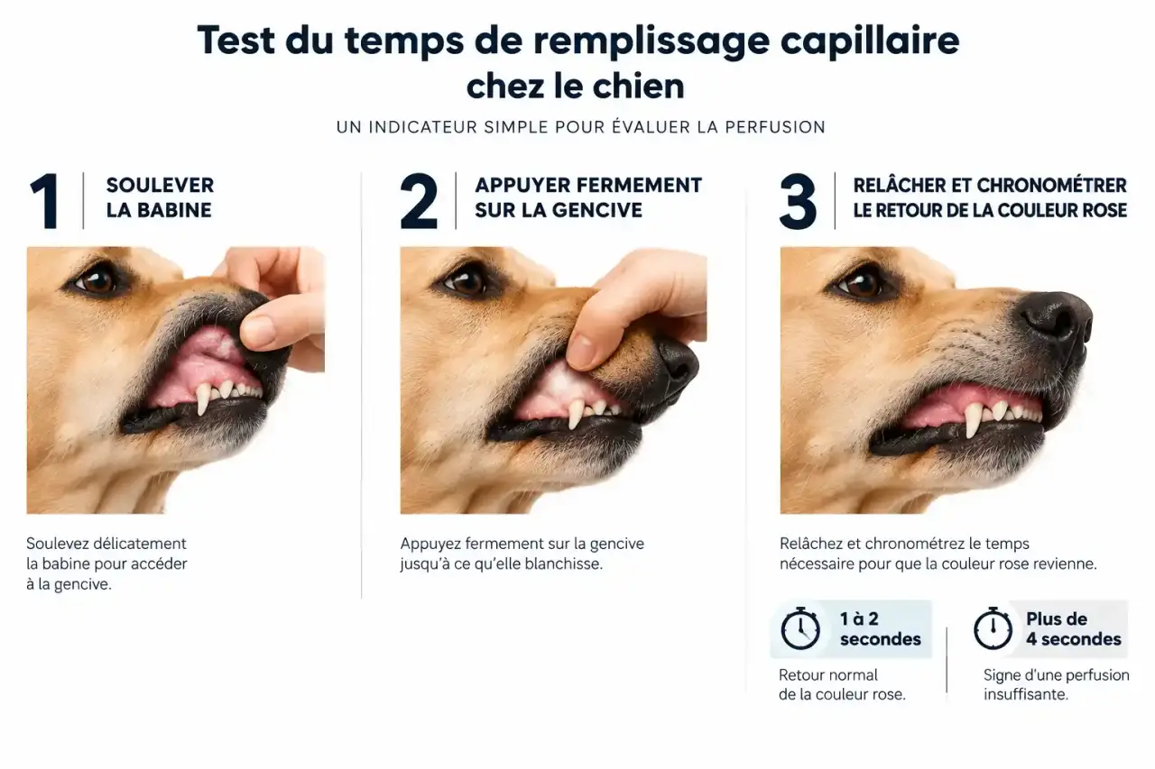 Étapes du test du temps de remplissage capillaire sur la gencive pour vérifier des babines blanches chez un chien