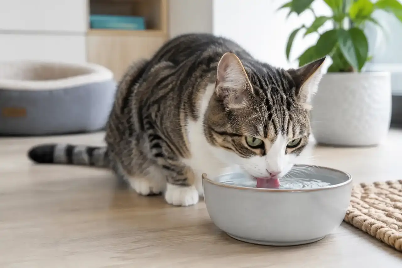 Chat observé par son propriétaire dans un environnement calme
